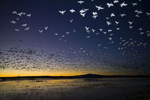 雪雁,日出,野生动植物保护区,新墨西哥,美国