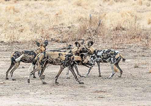 非洲野狗,交际,南卢安瓜国家公园,赞比亚,非洲