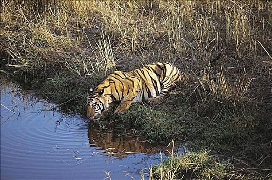 虎,孟加拉虎,濒危物种,喝,落日,班德哈维夫国家公园,中央邦,印度,亚洲,动物