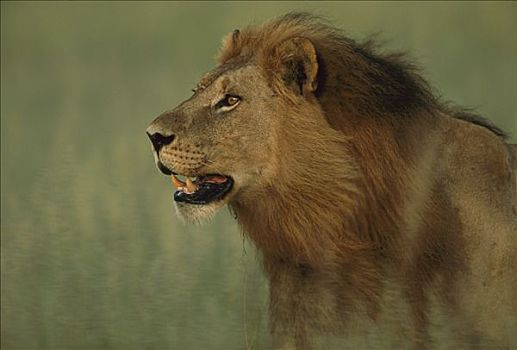 非洲狮,狮子,肖像,萨维提,乔贝国家公园,博茨瓦纳