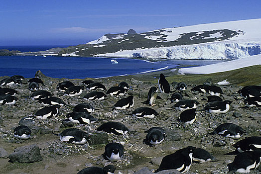 南极,乔治王岛,阿德利企鹅,生物群,企鹅,孵卵,蛋