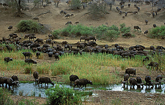 南非水牛,非洲水牛,大,牧群,河,克鲁格国家公园,南非,非洲