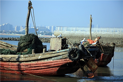 山东省日照市,数百只海鸥翔集渔码头,假日里市民买海鲜赏海景相得益彰