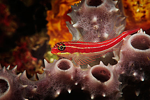 虾虎鱼,科莫多国家公园,印度尼西亚,东南亚