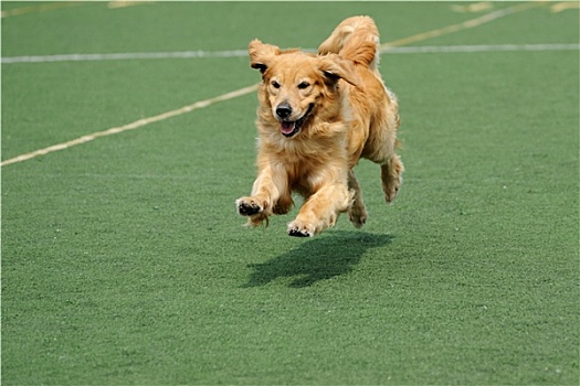 金毛猎犬,狗,跑