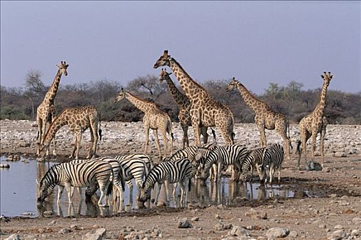 白氏斑马,斑马,长颈鹿,水潭,埃托沙国家公园,纳米比亚