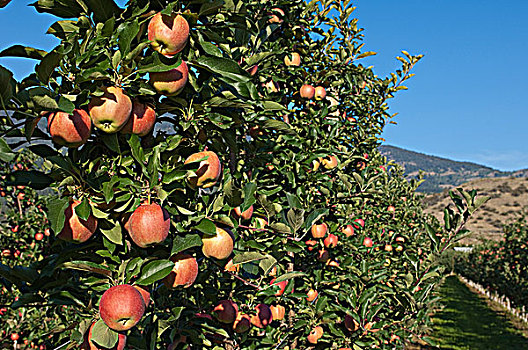 苹果,果园,加拿大,八月,靠近,收获时节
