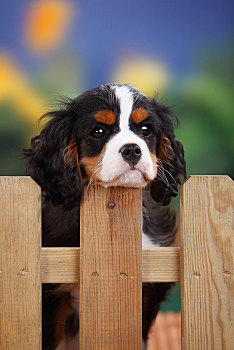 查尔斯王犬,小狗,靠着,花园栅栏,三色,3个月,雄性
