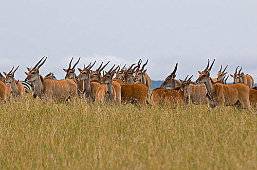大羚羊,马赛马拉国家保护区,肯尼亚