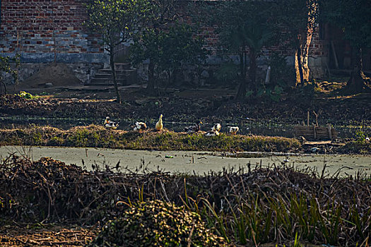 鴨，公園，池塘，養(yǎng)殖，岸邊，飛翔，展示