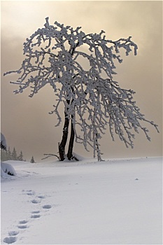 树,雪中,雾,山