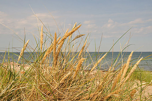 滨草,波罗的海