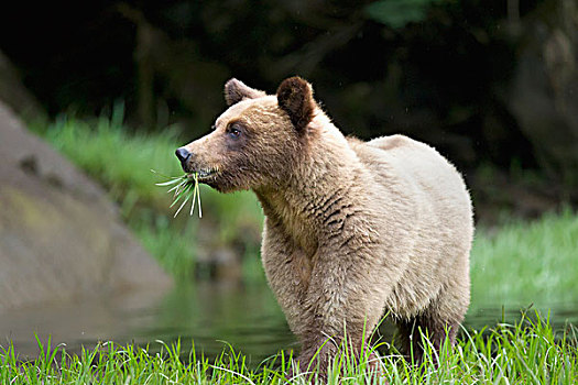 大灰熊,棕熊,吃草,靠近,王子,不列颠哥伦比亚省,加拿大