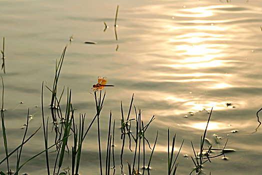 夕阳红蜻蜓