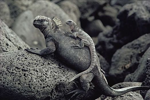 海鬣蜥,成年,幼小,攀登,加拉帕戈斯群岛,厄瓜多尔