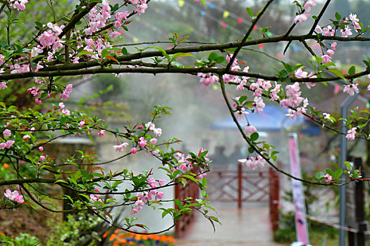 贵州遵义樱花谷景区,种有5万余株樱花