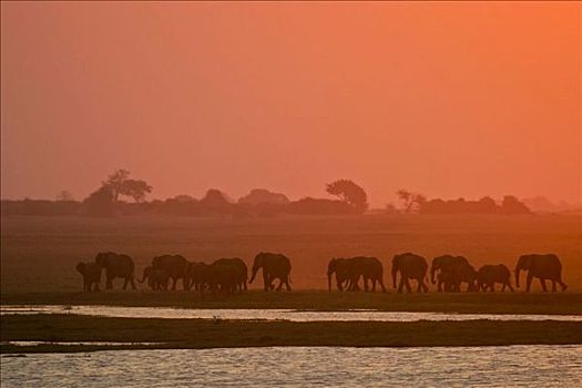 牧群,非洲象,日落,乔贝,河,乔贝国家公园,博茨瓦纳,非洲