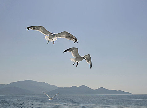 飞,海鸥,上方,海洋