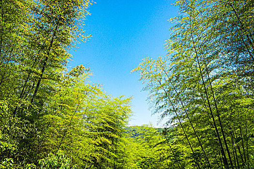 竹林,竹林在岚山,京都,日本