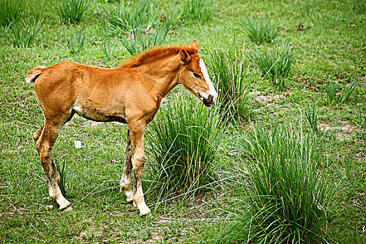 草原上生活的马