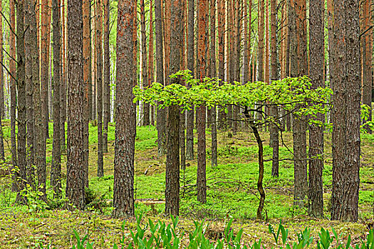 年轻,橡树,欧洲赤松,松树,树林,国家公园,波兰,欧洲