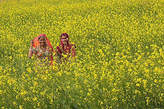 亚洲,印度,拉贾斯坦邦,乡村,女人,坐,地点,芥末,花,开花,使用,只有