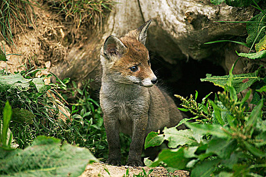 红狐,狐属,幼仔,站立,巢穴,入口,诺曼底