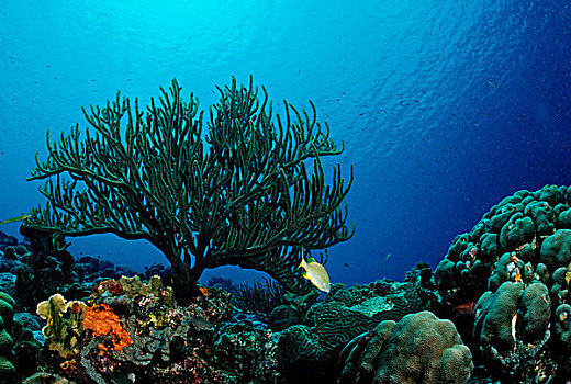 加勒比海,珊瑚礁,特立尼达