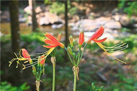 皇后,百合,花,花园