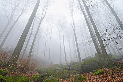 山毛榉,树林,早晨,雾气,奥登瓦尔德,黑森州,德国,欧洲