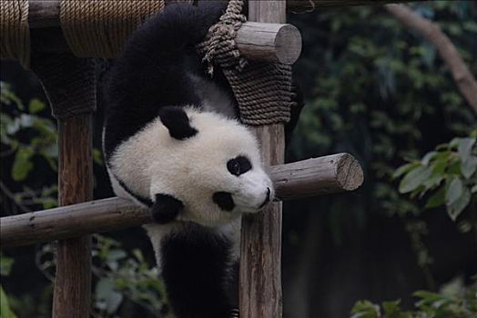 大熊猫,研究,饲养,中心,成都,四川,中国,亚洲