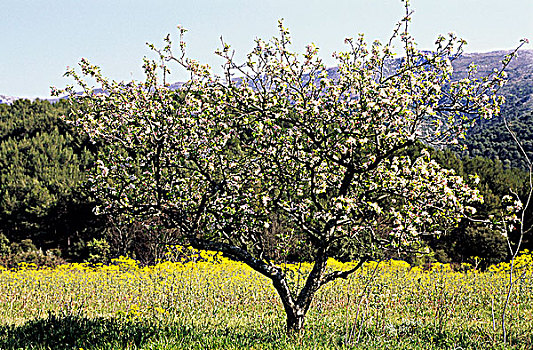 法国,普罗旺斯,沃克吕兹省,樱桃树