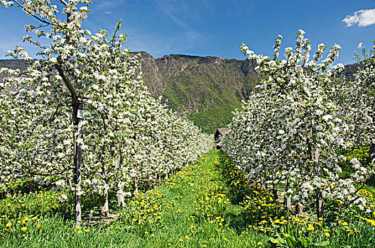 苹果花,苹果园,梅拉诺,特兰迪诺,意大利,欧洲