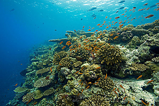 珊瑚,礁石,桌子,强健,鹿角,马尔代夫,印度洋,亚洲
