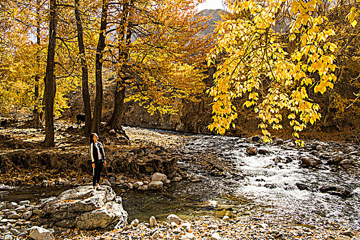 新疆,秋色,树林,黄叶,小河