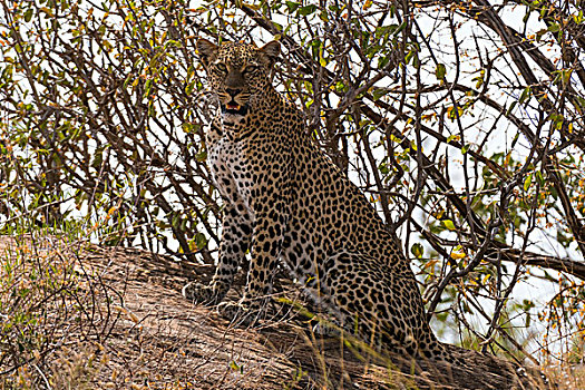 豹,萨布鲁国家公园,肯尼亚,非洲