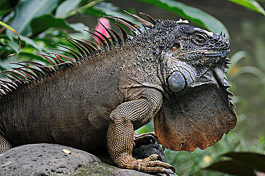 绿鬣蜥,展示,哥斯达黎加