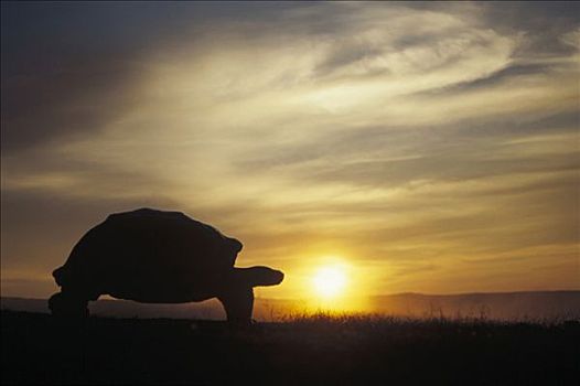 加拉帕戈斯巨龟,加拉帕戈斯象龟,大,日出,边缘,阿尔斯多火山,伊莎贝拉岛,加拉帕戈斯群岛,厄瓜多尔