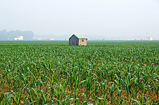 田地里的小屋