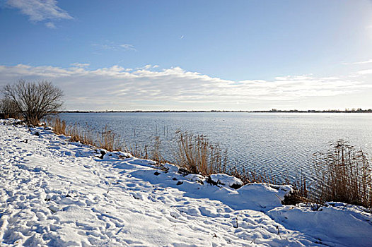 雪,自然,自然保护区,冬天,风景,豪达城,荷兰,欧洲