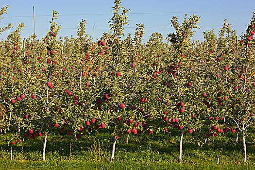 红苹果,果园,丰收,华盛顿