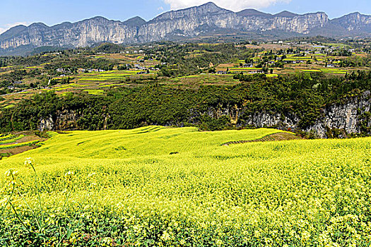 大峡谷油菜花风景