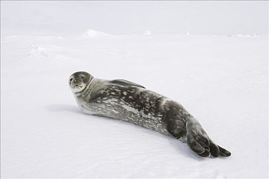 威德尔海豹,韦德尔氏海豹,亚成体,休息,浮冰,威德尔海,南极