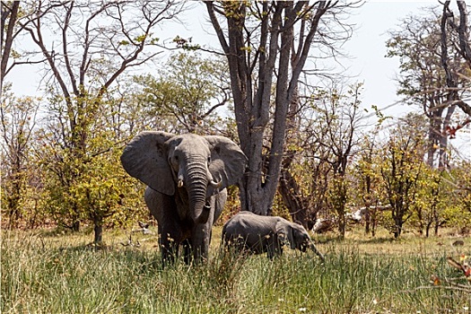 非洲象,莫雷米禁猎区,三角洲