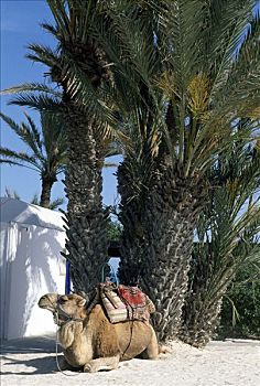 骆驼,躺下,突尼斯,非洲