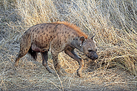斑点,鬣狗,成年,女性,走,克鲁格国家公园,南非,非洲