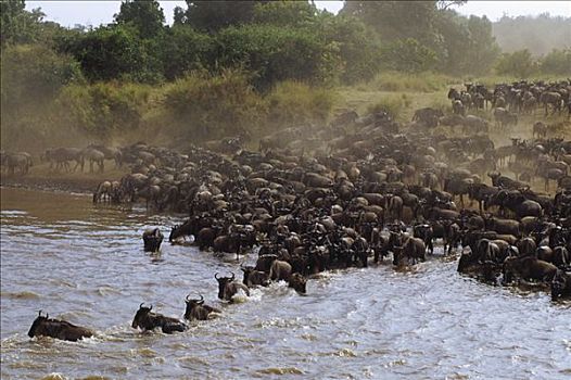 蓝角马,角马,牧群,马拉河,马赛马拉国家保护区,肯尼亚