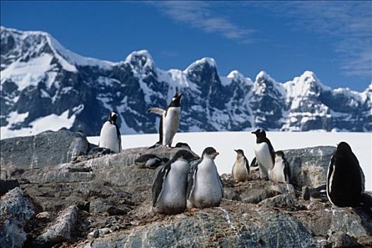 成年,幼兽,巴布亚企鹅,一起,岩石上,南极,夏天