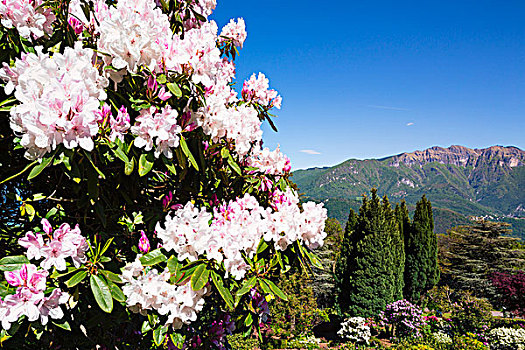 盛开,杜鹃花属植物,针叶树,卢加诺,提契诺河,瑞士