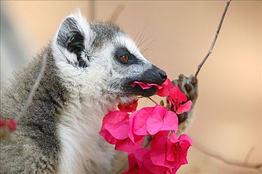 节尾狐猴,狐猴,吃,花,脆弱,贝伦提私人保护区,马达加斯加
